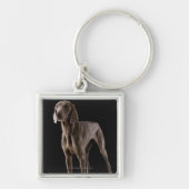 Porte-clés Weimaraner, tir de studio (Devant)