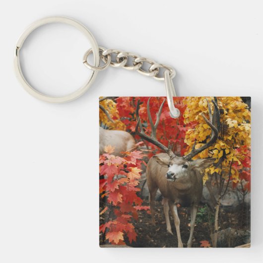 Porte-clés Whitetail En Automne (Devant)