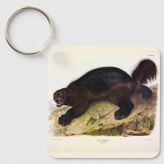 Porte-clés Wolverine ou Wolverene (Gulo gulo) par Audubon (Recto)