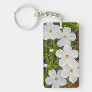 Porte-clés Wyoming, comté de Sublette, gros plan sur Phlox