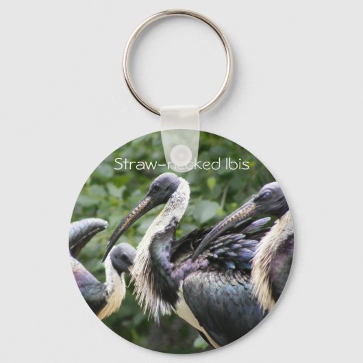 Porte-clés Zoo ? Ibis à cou de paille (Recto)