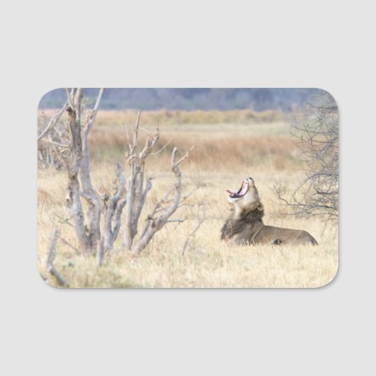 Porte-nom Lion de Yawning (Devant)