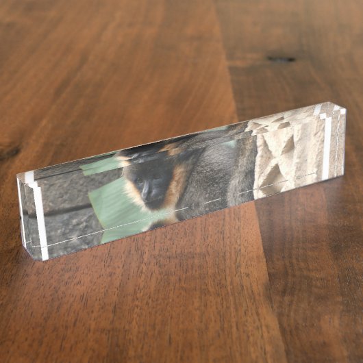 Porte-nom Pour Bureau Jeune singe de capucin (Taille)