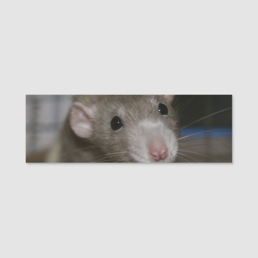 Porte-nom Rat curieux (Devant)