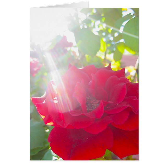 Portée pour le Sun (5) (Devant)