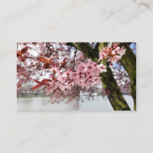 Portland's roze Embrace: Cherry Blossom Serenity