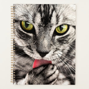 Portrait animal animal animal de compagnie de chat