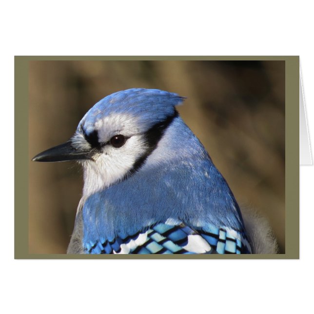 Portrait bleu Jay (Devant horizontal)