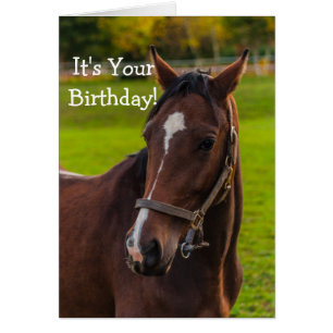 Portrait Brown Horse