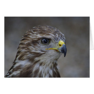 Portrait commun Buzzard
