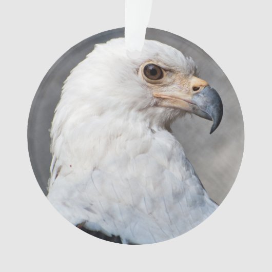 Portrait d'aigle royal américain (devant)