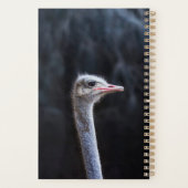 portrait d'autruche (Dos)