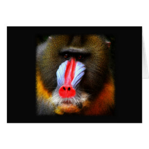 Portrait de babon