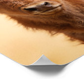 Portrait de bébé bison – Décoration murale Prairie (Coin)