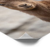 Portrait de bébé bouquetin – Art mural d'animal de (Coin)