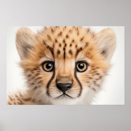 Portrait de bébé guépard mignon | Affiche carrée 1 (Devant)