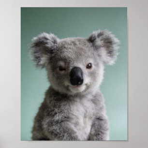 Portrait de bébé koala – Jolie décoration murale d
