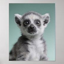 Portrait de bébé lémurien – Art mural d'animal de