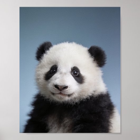 Portrait de bébé panda - Art mural d'animal de nur (Devant)