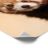 Portrait de bébé panda roux – Décoration murale d' (Coin)
