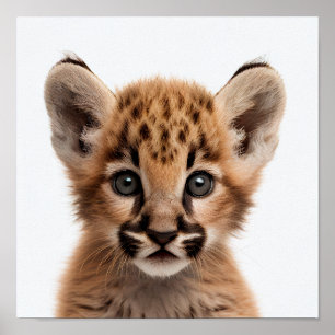 Portrait de bébé puma mignon Affiche carrée 1:1