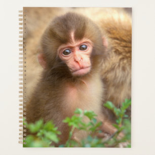 Portrait de bébé singe des neiges