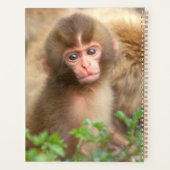 Portrait de bébé singe des neiges (Dos)