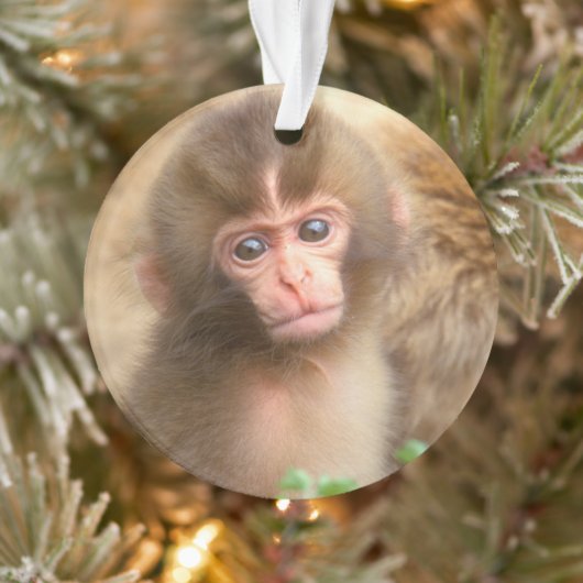 Portrait de bébé singe des neiges (Arbre)