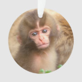 Portrait de bébé singe des neiges (devant)