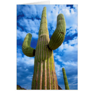 Portrait de cactus Saguaro, Arizona