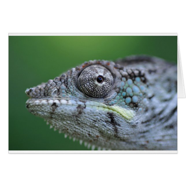 portrait de chameleon (Devant horizontal)