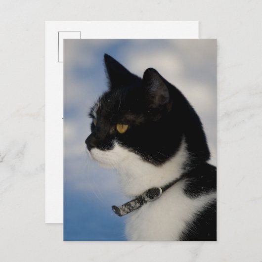 Portrait de chat CC0104 Carte postale (Devant / Derrière)