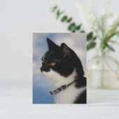 Portrait de chat CC0104 Carte postale (Debout devant)