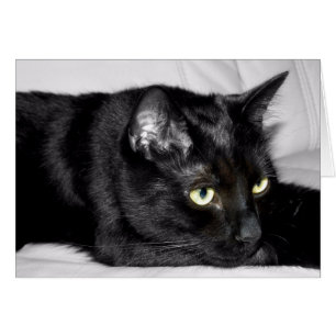 Portrait de chat noir mignon
