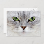 Portrait de chat perse - Carte postale (Devant / Derrière)
