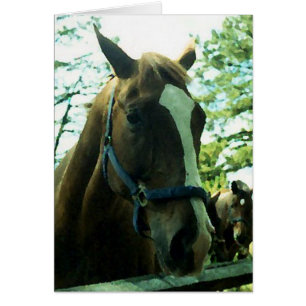 Portrait de cheval