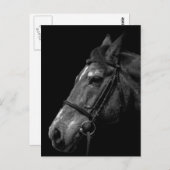 Portrait de cheval - Carte postale (Devant / Derrière)