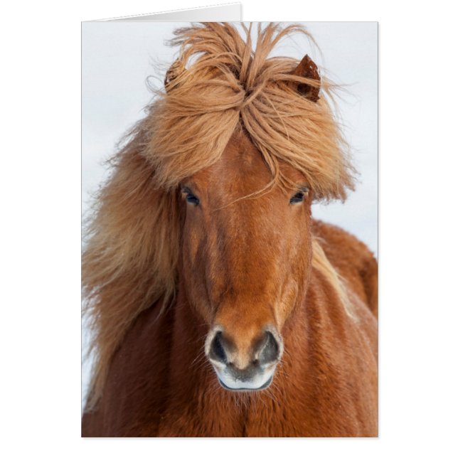 Portrait de cheval islandais brun (Devant)
