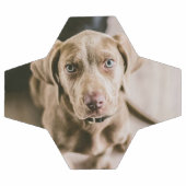 Portrait de chien (Plat)