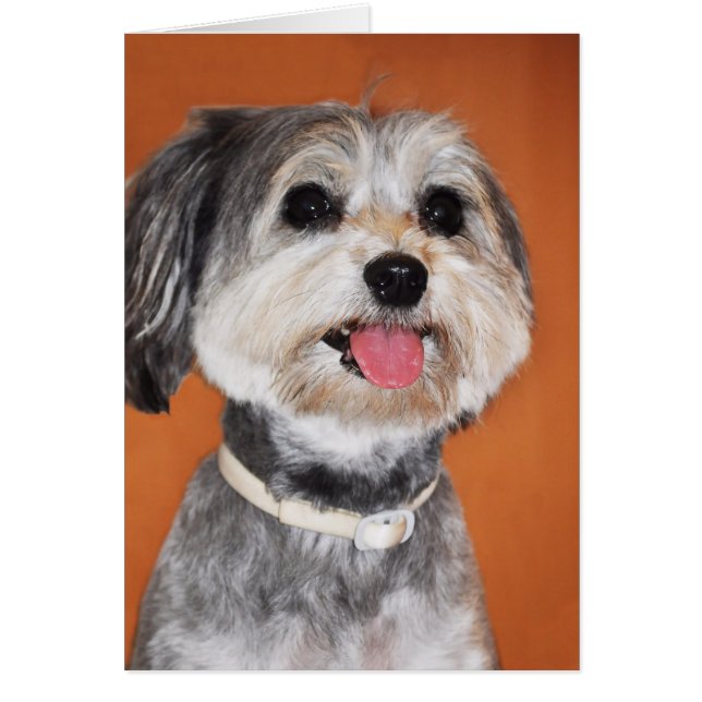 Portrait de chien Havanais (Devant)