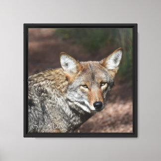 Portrait de Coyote sur Toile