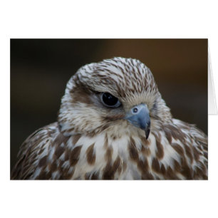 Portrait de Falco cherrug