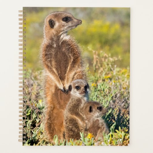Portrait de famille de suricates (Devant)