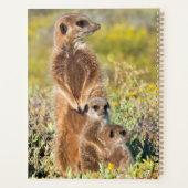 Portrait de famille de suricates (Dos)
