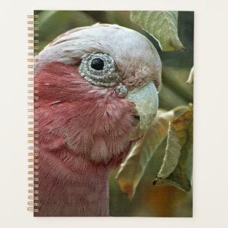 Portrait de Galah Cockatoo Rose Oiseau Australien