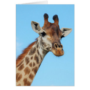 Portrait de girafe