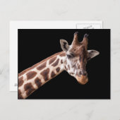 Portrait de girafe - carte postale (Devant / Derrière)