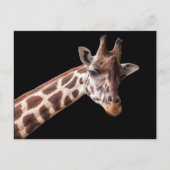 Portrait de girafe - carte postale (Devant)