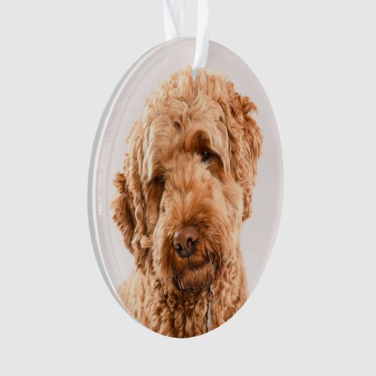 Portrait de Goldendoodle Studio (devant)