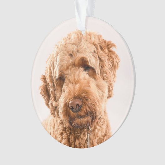 Portrait de Goldendoodle Studio (devant)